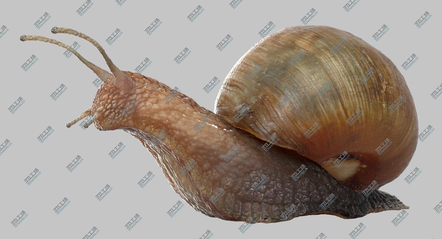 images/goods_img/202105072/3D Snail (Rigged)/2.jpg